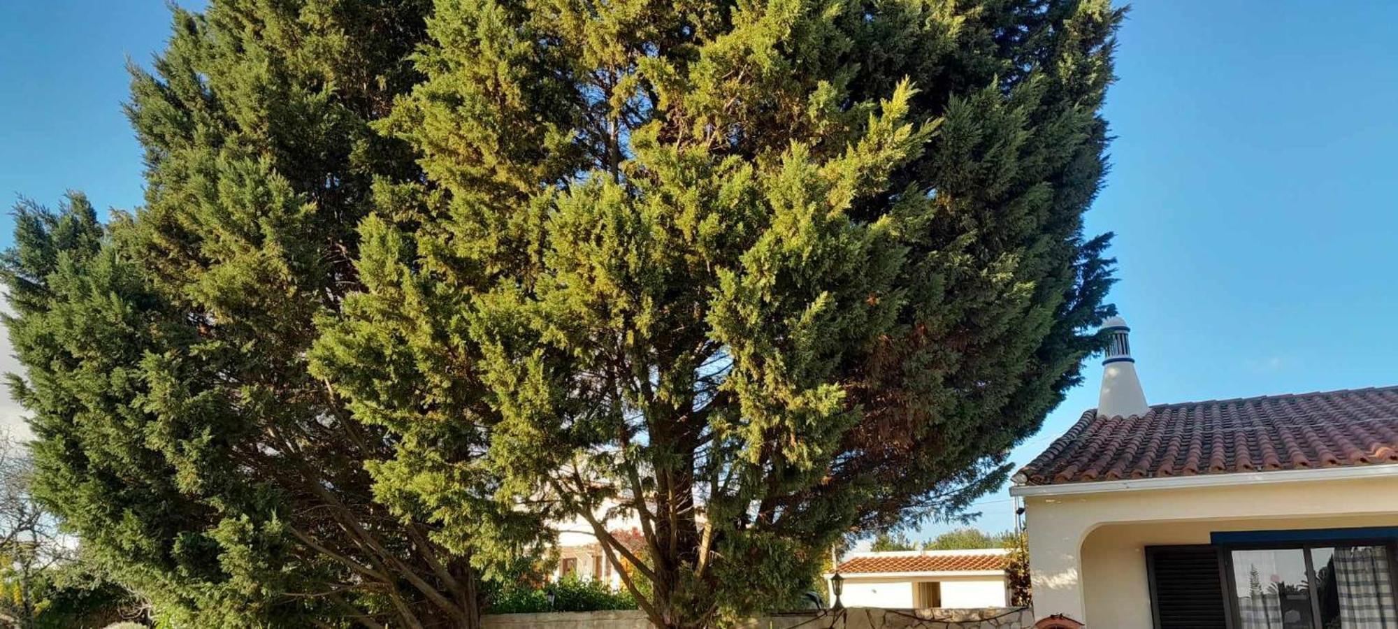 Casa Joaquina Villa Carvoeiro  Dış mekan fotoğraf